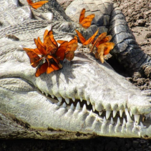 Jungle Crocodile Safari
