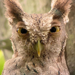 Jungle Crocodile Safari + Owl Observation