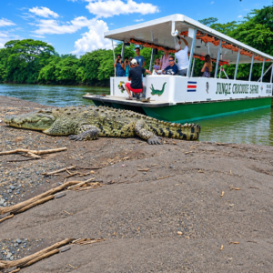 Jungle Crocodile Safari