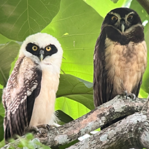 Jungle Crocodile Safari + Owl Observation